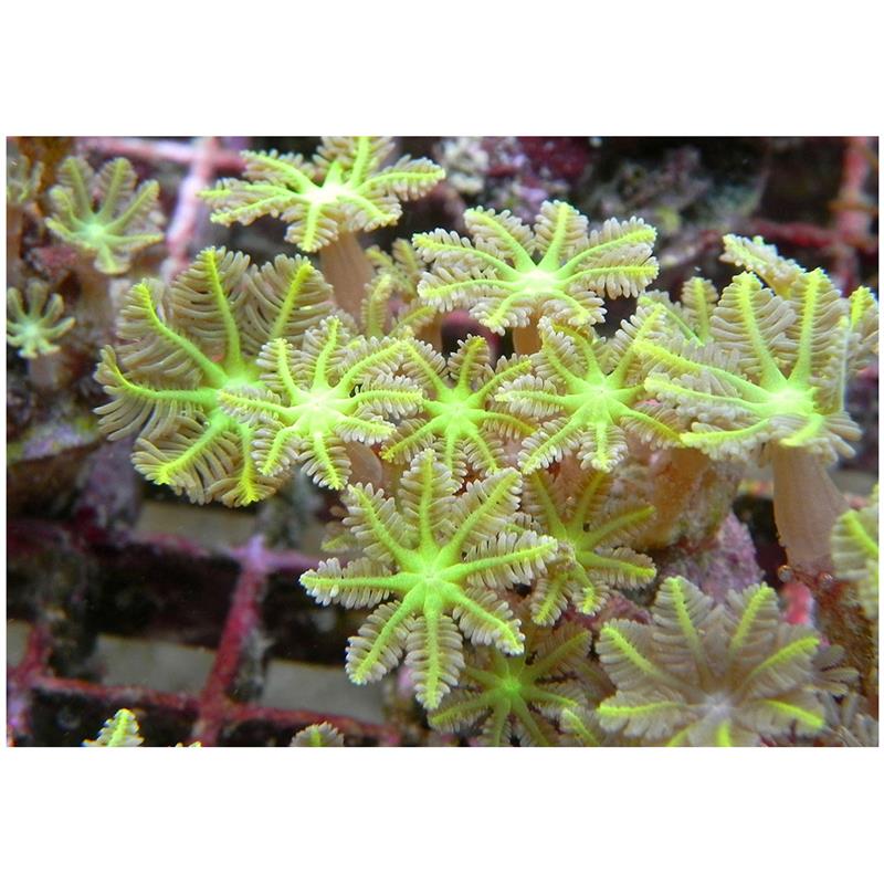 Corali Clavularia sp. (special green) - imagine 4